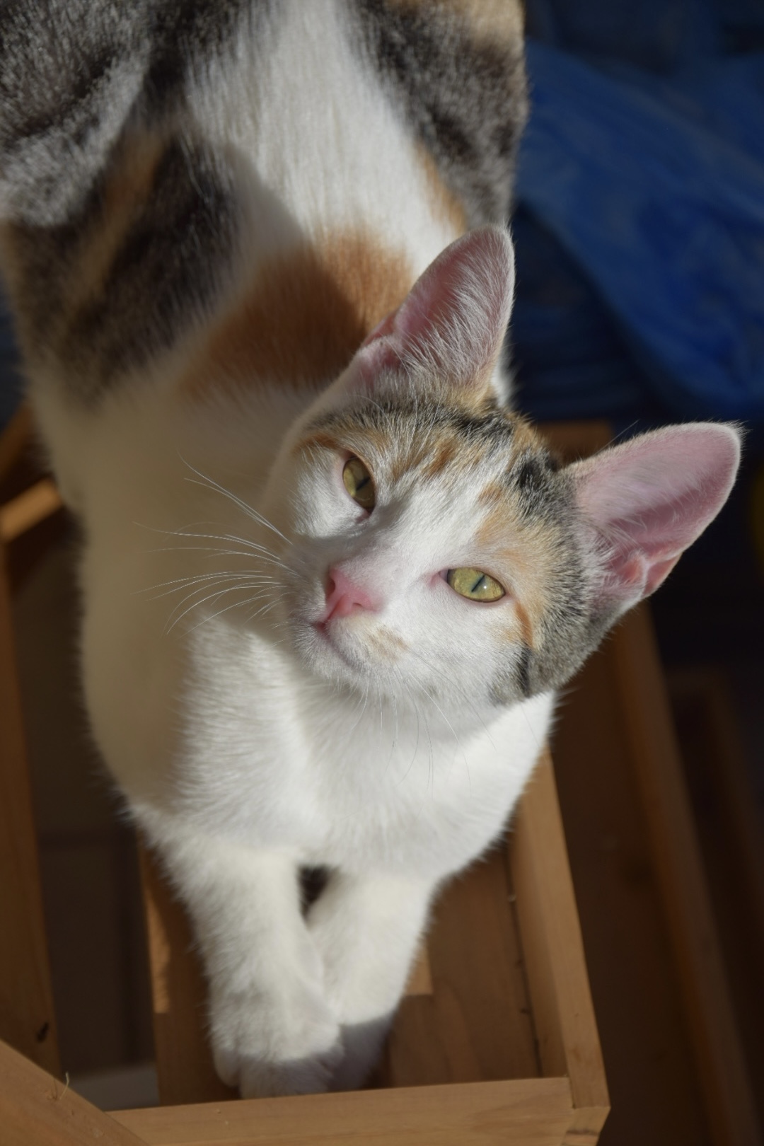 Cookie the Calico