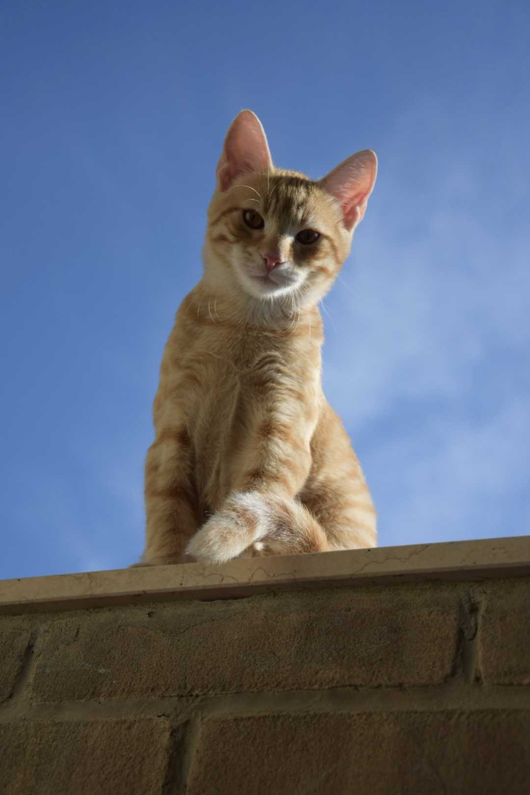 Whiskey the Ginger